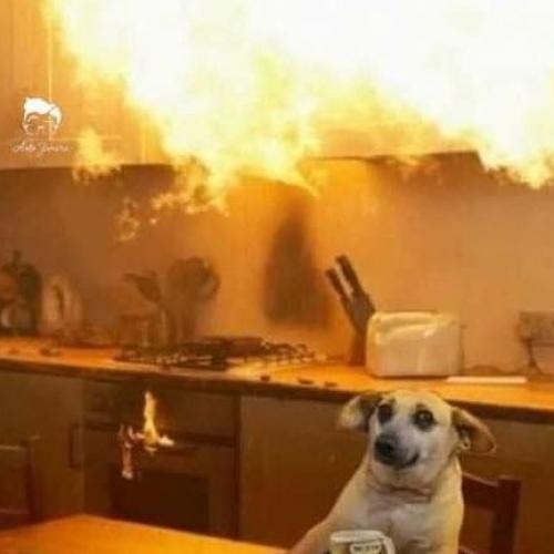 perro cocina incendio